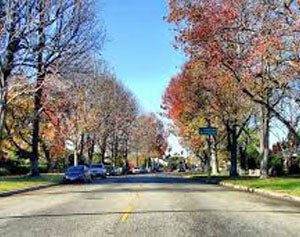 road with trees